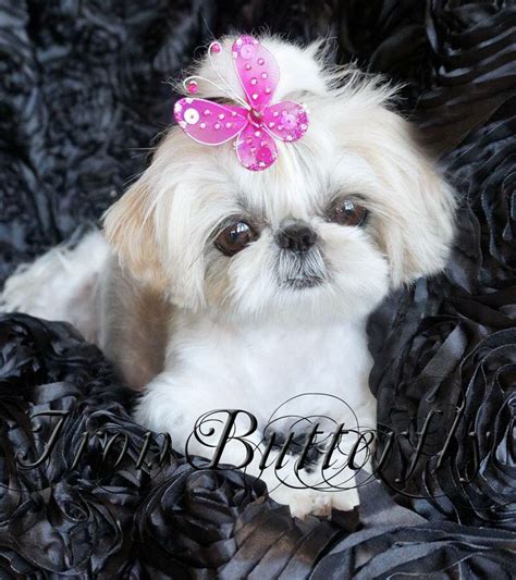 We are Shih. . Imperial shih tzu puppies for sale in florida